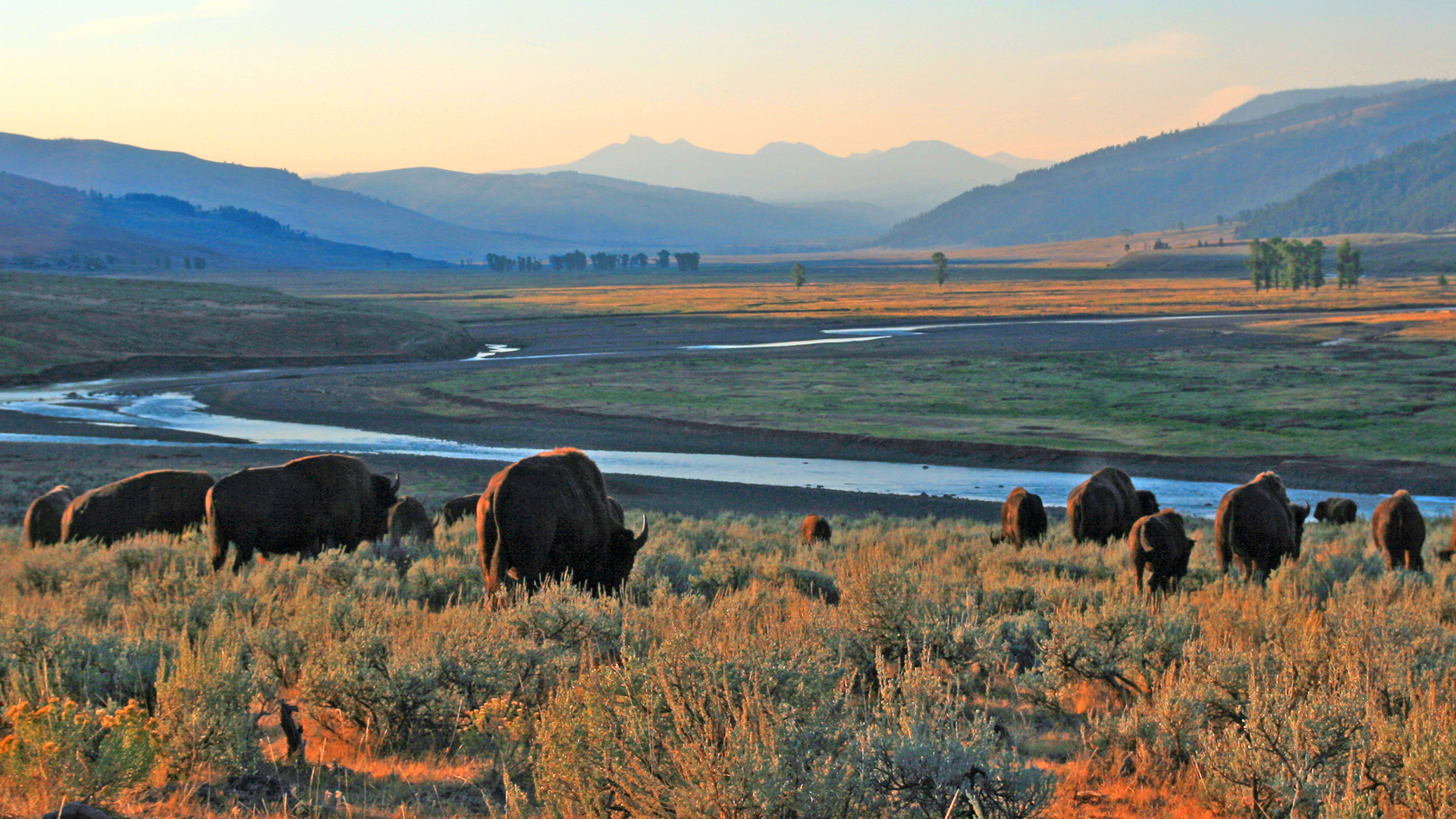 Rough Riders & Yellowstone