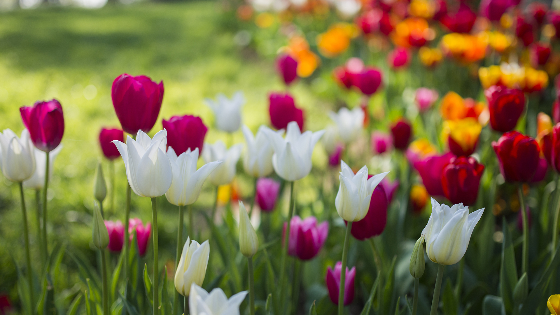 Pella Tulip Festival