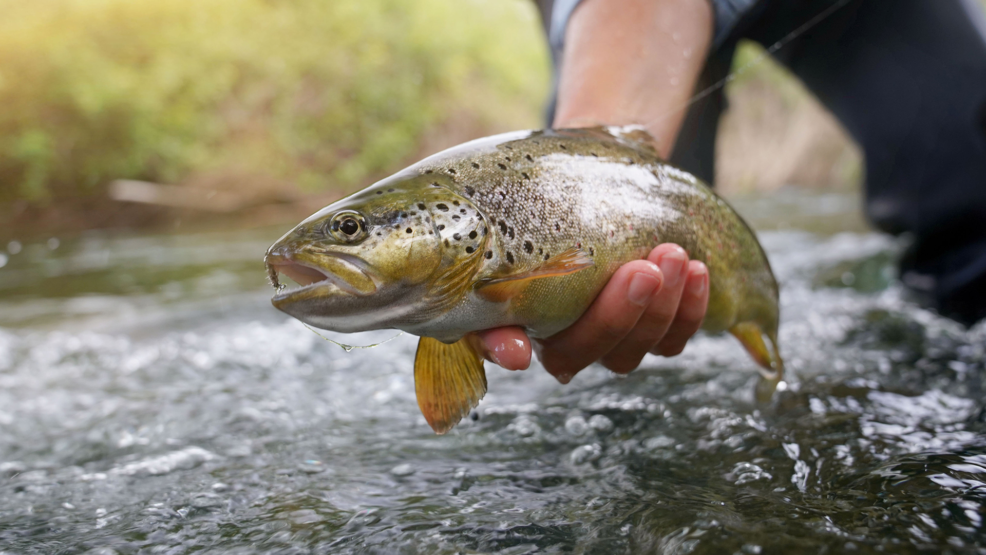 Branson Fishing Trip