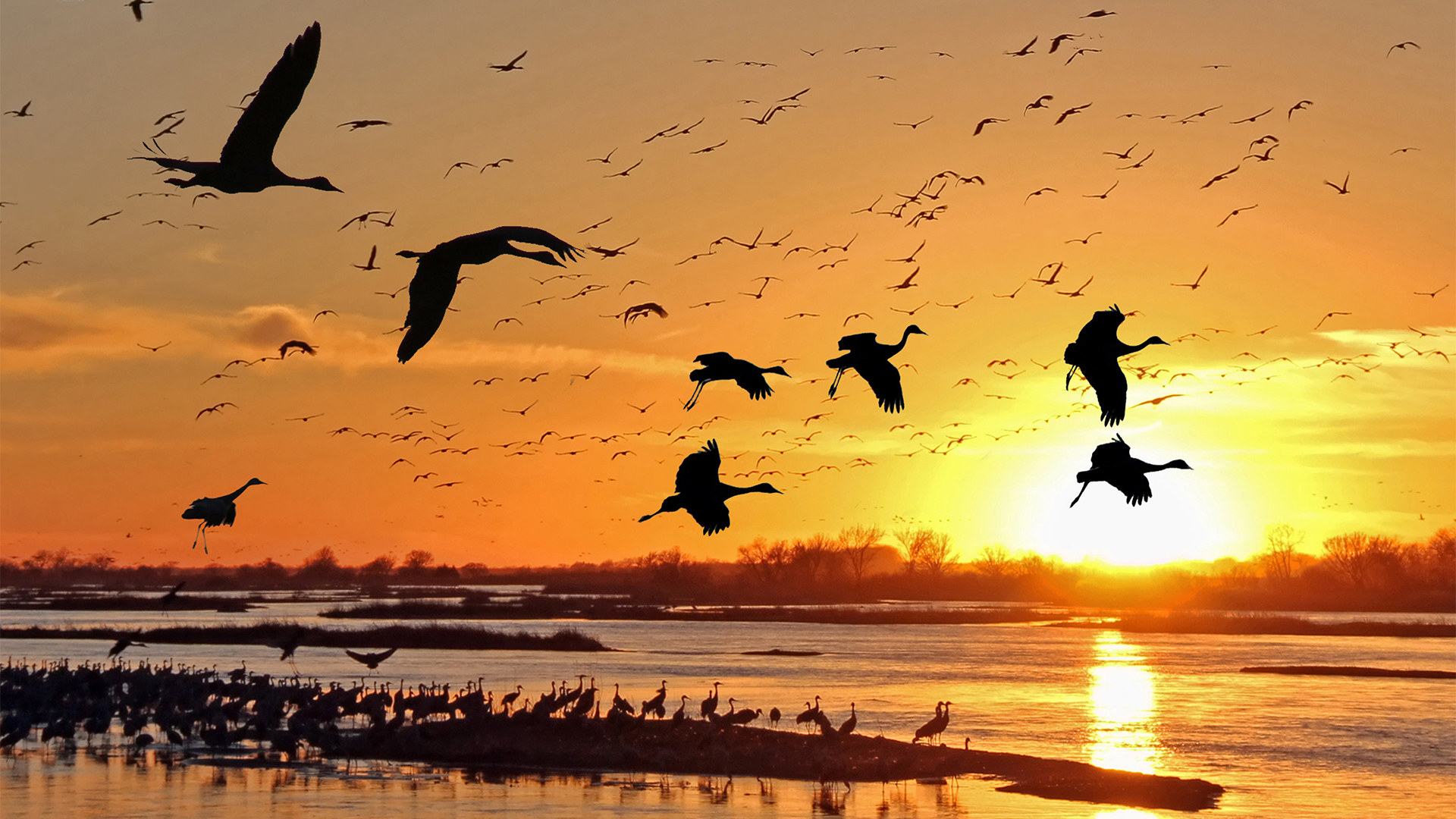 Sandhill Crane Migration